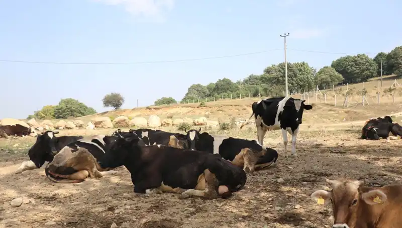 Şap Hastalığına Karşı Kritik Önlemler: 22 Köyde Giriş Çıkış Kısıtlamaları Getirildi