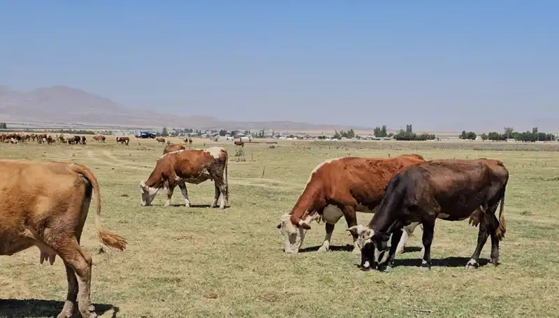 Arin Gölü'ndeki Kuru Güzellik: Su Sıkıntısı Artıyor!