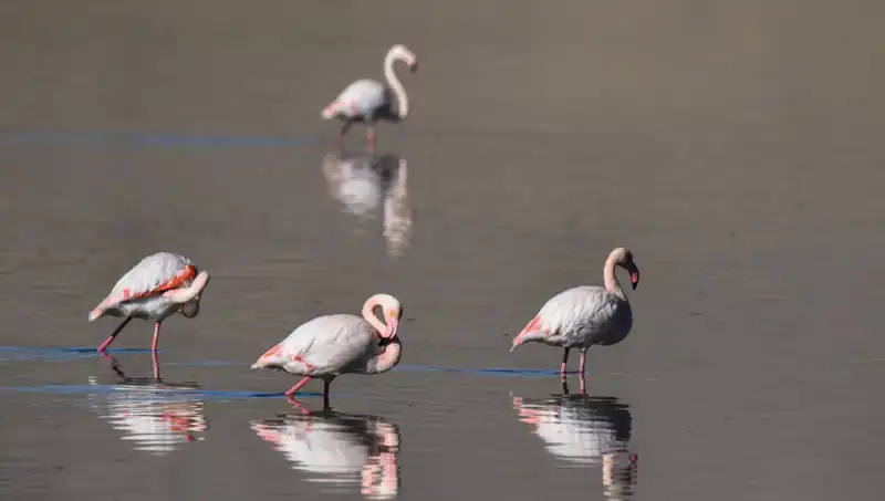Kuş Cenneti Kuraklıkla Sınanıyor: Flamingolar Tehdit Altında