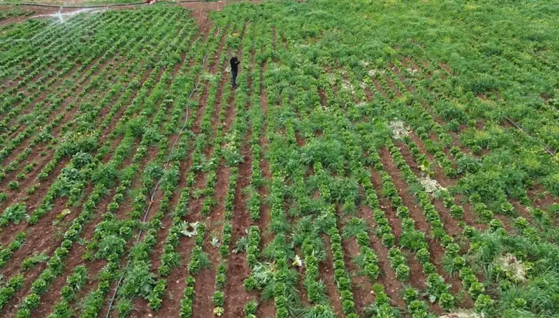 Marul Hasadı Kuraklık Nedeniyle Tehdit Altında: Çiftçiler Ne Yapacak?